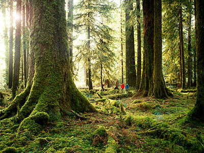 Picture of the Hoh Rainforest.