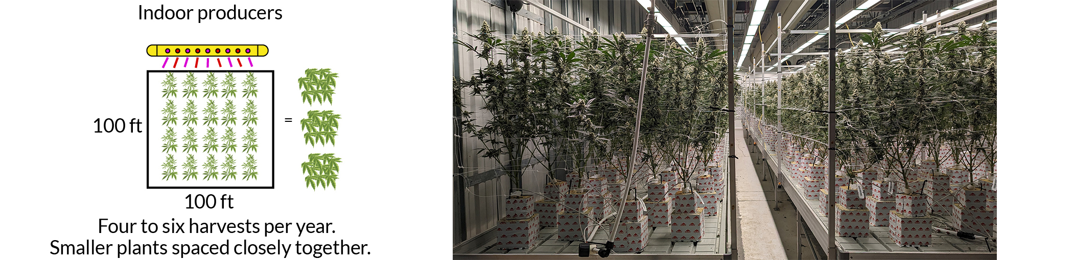 An indoor cannabis farm with electric lights and rolling tables and an illustration of an indoor production facility.