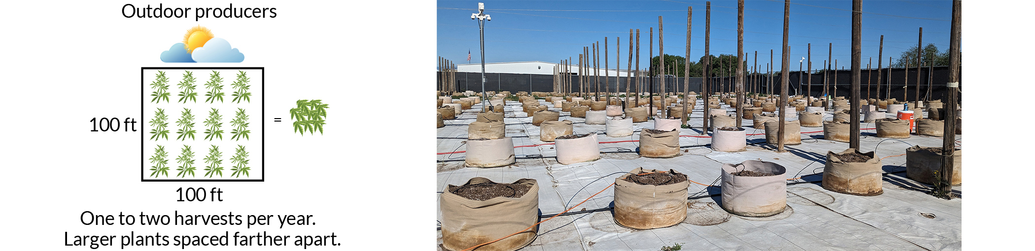 An outdoor cannabis farm with widely spaced static plant plots, and an illustration of an outdoor production facility.