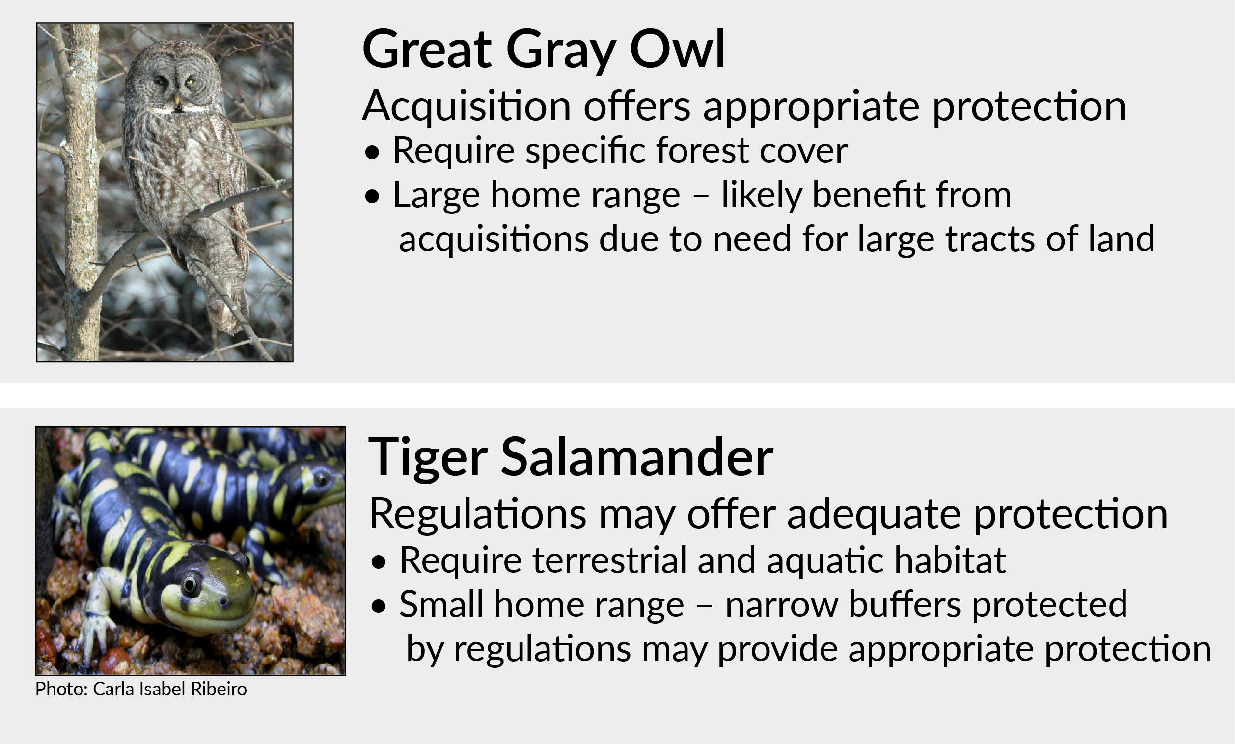 Owl%20and%20Salamander%20Graphic.png