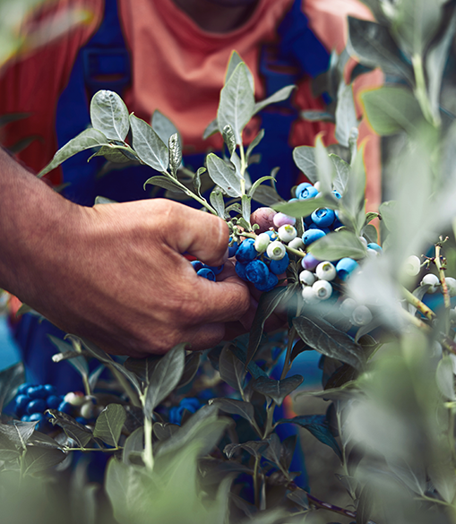 Hand picking blueberries.