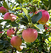 Apples hanging on a tree