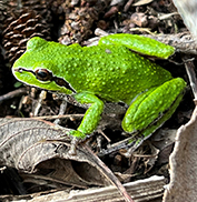 A pacific chorus frog